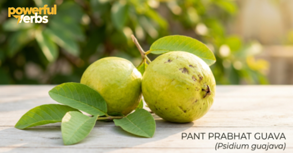 Pant Prabhat Guava (Psidium guajava)