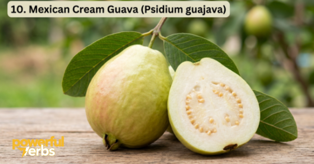 Mexican Cream Guava (Psidium guajava)