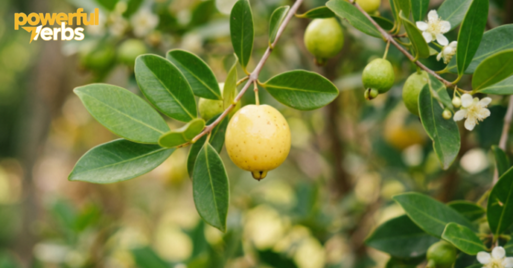 Tropical Red Guava (Psidium guajava)