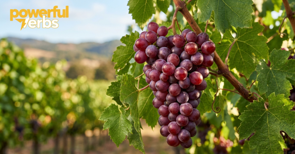 Red Grape