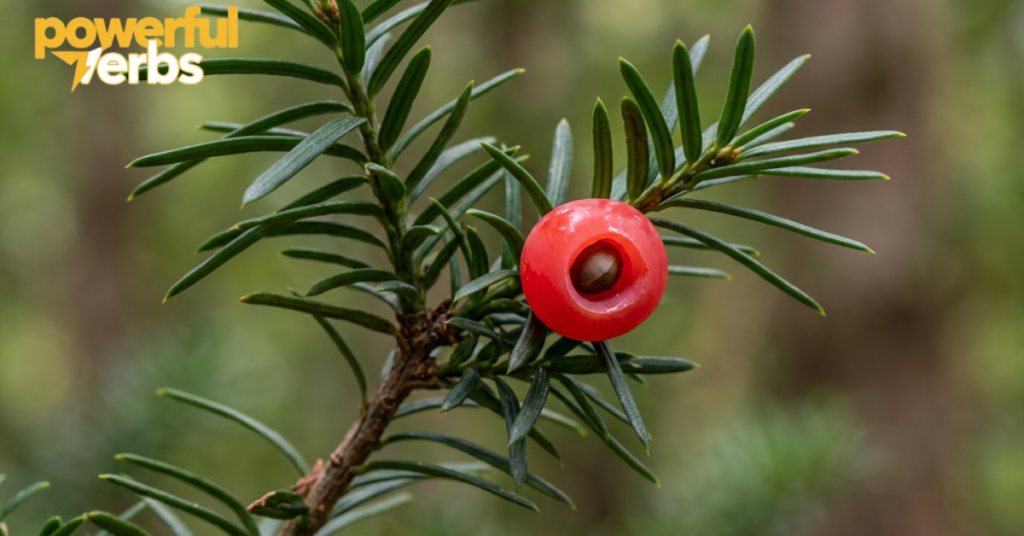 Yew Berry