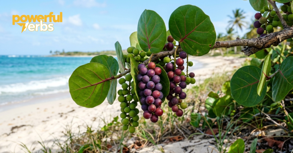 Sea Grape