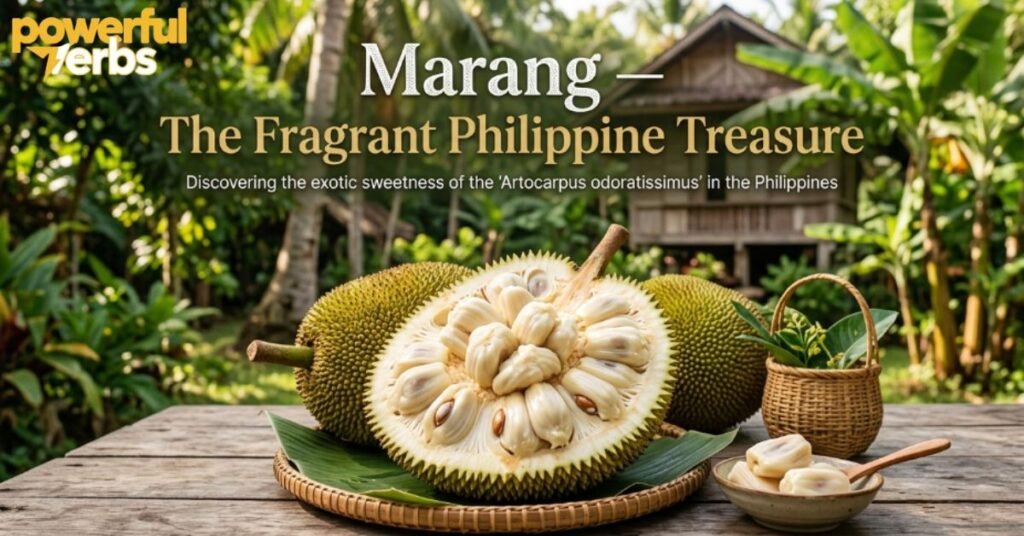 Marang — The Fragrant Philippine Treasure