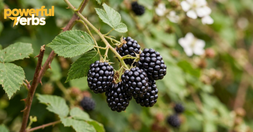 Zarzamora (Blackberry)
