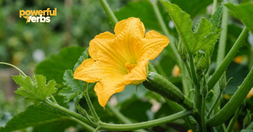 Zucchini Blossom (Flower Fruit)